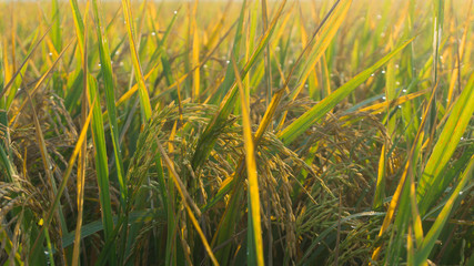 rice field with sunny morning sun sunrise photo taken in pekalongan