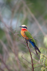 Wall Mural - The white-fronted bee-eater (Merops bullockoides) sitting on the branch.