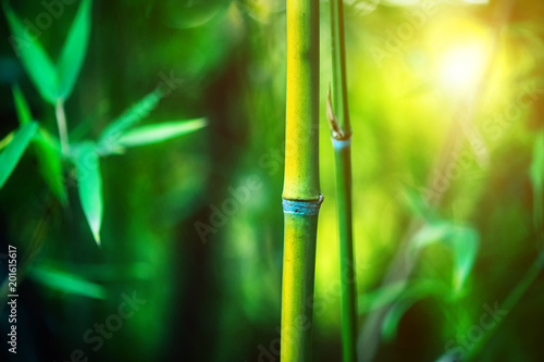 Bamboo Forest. Growing bamboo border design over blurred sunny background. Na...