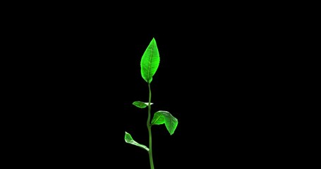 growing tea leaf on a blue background. beautiful 3d animation, 4k