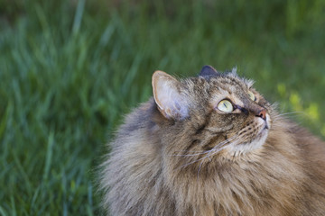 Long haired cat in a livestock's garden, siberian purebred pet, looking up