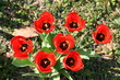 Die glorreichen sieben roten Tulpen