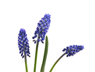 Two flowers of Muscari isolated on white background. Grape Hyacinth