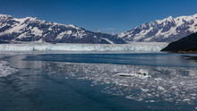 Hubbard Glacier In Alaska. 