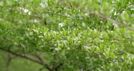 Wall Mural - green tree with breeze