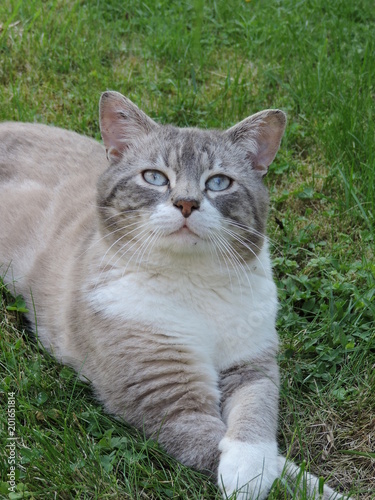 Chat Siamois Gris Yeux Bleus Stock Photo Adobe Stock Chat Siamois Gris Yeux Bleus Stock Photo Adobe Stock