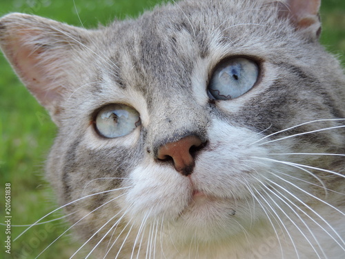 Chat Siamois Gris Blanc Buy This Stock Photo And Explore