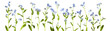 adorable litte forget-me-not, myosotis, scorpion grass flowers isolated on white, can be used as background