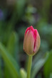 single red tulip flower, closeup, green background, tulipan, drop of dew czerwony kwiat, zielone tło, krople rosy