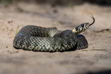Colorful Snake Snake With A Head And Visible Scales On The Background Of A Sandy Road, Close-up