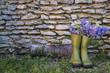 Gardening concept with bouquet of blue wild hyacinte in green boots