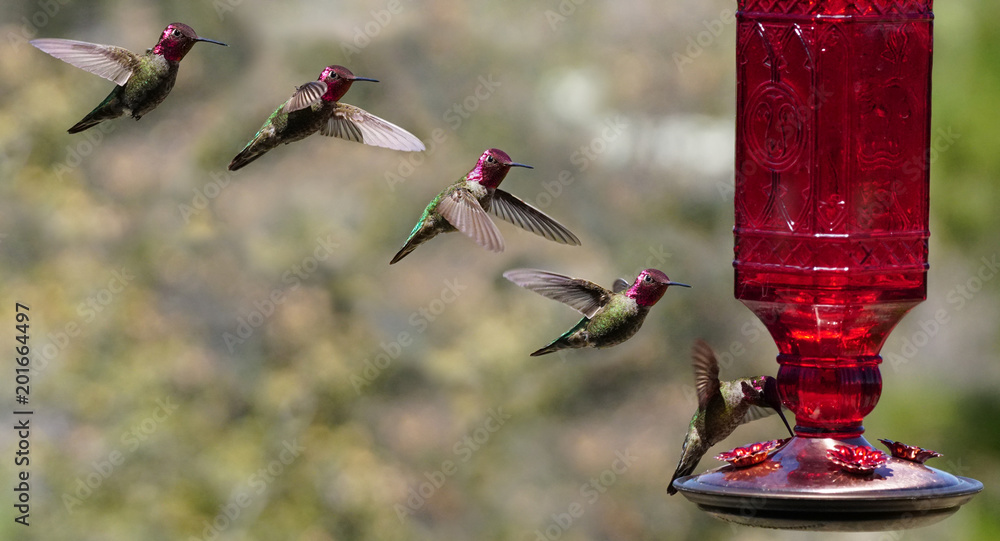 Multiple Images of a Hummingbird in Flight Stock Photo | Adobe Stock