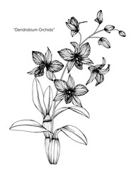 Wall Mural - Orchid flower drawing illustration.