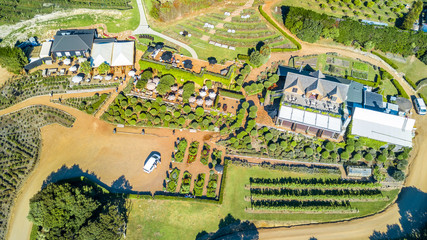 Wall Mural - Aerial view on a small vineyard. Waiheke Island, Auckland, New Zealand.