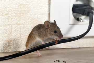 сloseup mouse gnaws wire in an apartment house near wall and electrical outlet . inside high-rise bu