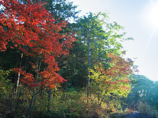 Wall Mural - Autumn leaves in the forest