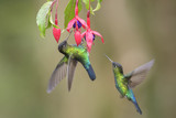 Fiery-throated Hummingbird - Panterpe insignis, beautiful colorful  hummingbird from Central America forests, Costa Rica.