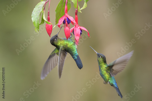 Fotomural Fiery-throated Hummingbird - Panterpe insignis, beautiful colorful hummingbird from Central America forests, Costa Rica