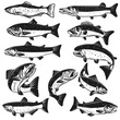 Big set of fish illustrations. Pike, salmon, trout, perch. Design elements for fishing logo, label, emblem, sign.