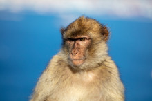 Portrait Of A Pensive Ape