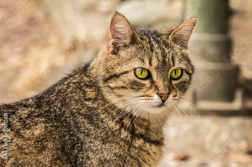 Close Up Street Cat Portrait Of European Shorthair Breed Buy