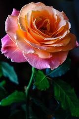 Sticker - beautiful pink-orange rose close up on dark background