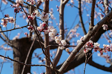 Branches full of cherry blossoms against a blue sky 2