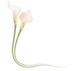 Realistic pink calla lily frame, corner. The symbol of Enchanting beauty.
