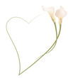 Realistic pink calla lily frame, heart. The symbol of Enchanting beauty.