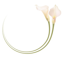 Realistic Pink Calla Lily Frame, Circle. The Symbol Of Enchanting Beauty.