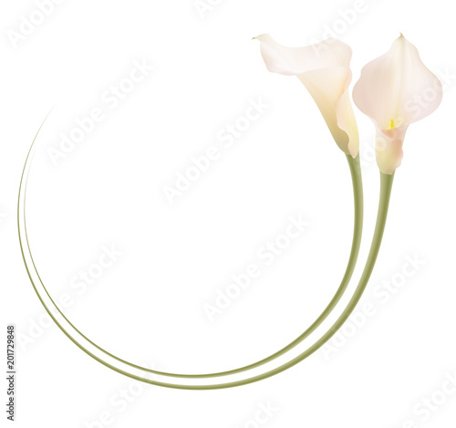 Fotografía Realistic pink calla lily frame, circle