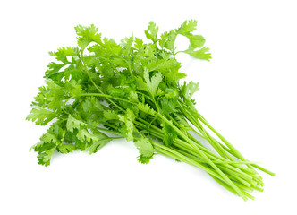 Wall Mural - fresh coriander leaves on white background