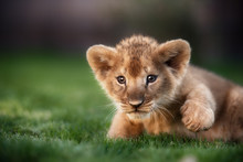 Young Lion Cub In The Wild