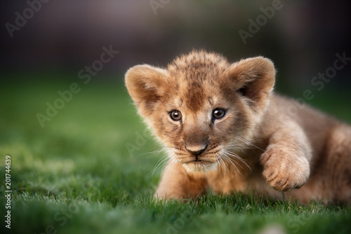 Fotografia, Obraz  Young lion cub in the wild