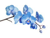 Fototapeta Tulipany - Blue orchid on white background