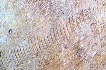 Wall Mural - on cut timber, annual rings and a trace from the saw are visible, the texture of the tree is macro photography