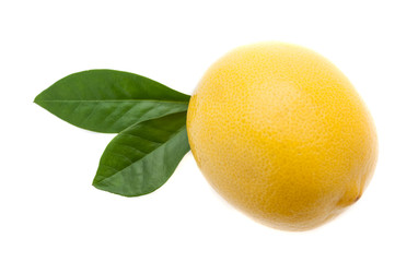 A large bright fresh lemon with two green leaves on a white back