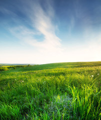 Poster - Field at the day time. Beautiful natural landscape in the summer time