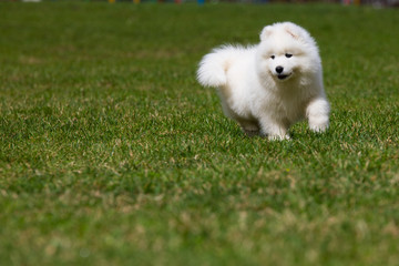  White Samoyed Puppy Dog