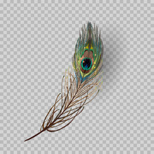 Peacock Feather On Transparent Background In Realistic Style Vector Illustration