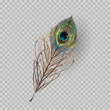 Peacock Feather On Transparent Background In Realistic Style Vector Illustration
