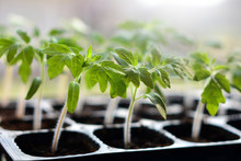 Tomato Seedlings In Plastic Pots Ready To Plant