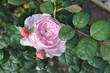 różowa róża z kropelkami wody w ogrodzie