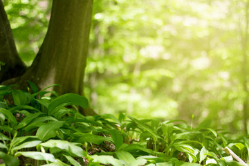 Wall Mural - magic green forest