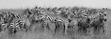 Fototapeta Zebra - Herd of Zebra at the watering hole