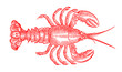 Red colored American lobster homarus americanus, the popular seafood. Illustration after antique woodcut engraving from 16th century