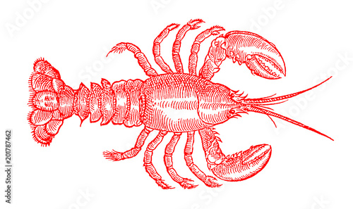 Fotomural Red colored American lobster, homarus americanus, the popular seafood in top view