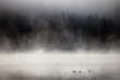 Lake in fog with three ducks (mergansers) on the foreground. Lax Lake, Minnesota, USA.