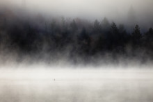 Fog Over Lake With A Loon On The Foreground. Lax Lake, Minnesota, USA. 