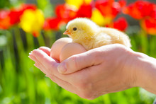 
Cute Baby Chicken In The Hands